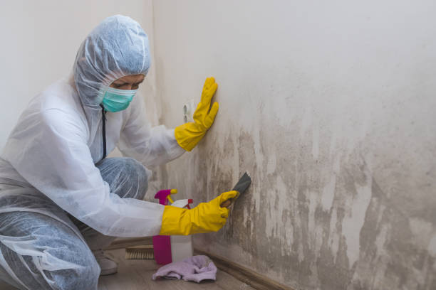 Best Industrial Mold Remediation in Wentworth, NC