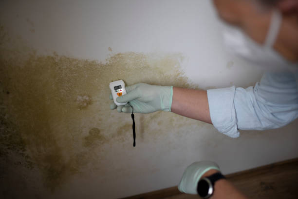 Best Kitchen Mold Remediation in Wentworth, NC