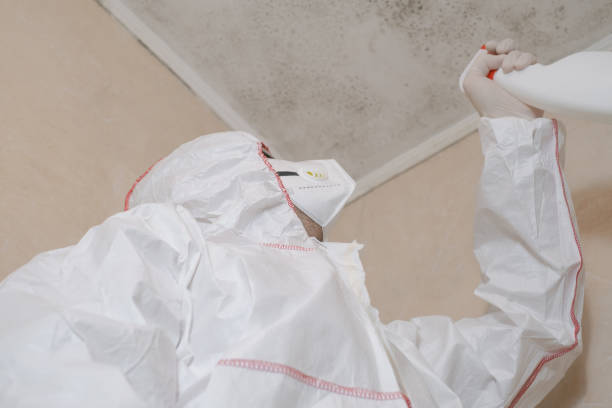 Best Black Mold Remediation in Wentworth, NC