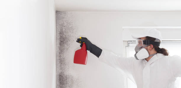 Best Attic Mold Remediation in Wentworth, NC