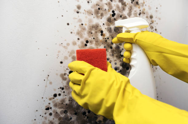 Best Industrial Mold Remediation in Wentworth, NC