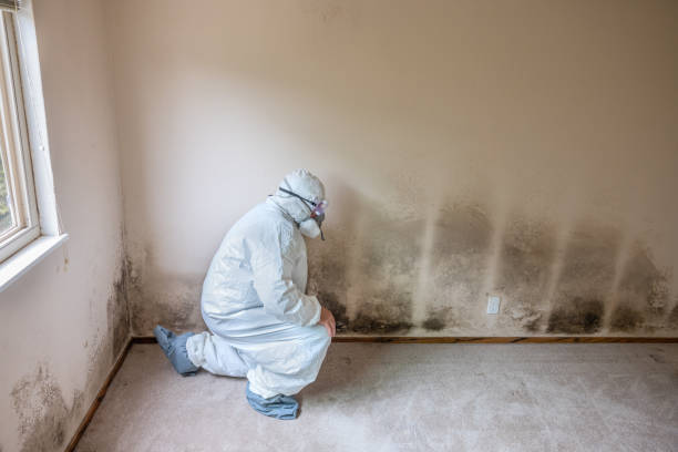 Reliable Wentworth, NC Mold Remediation Solutions