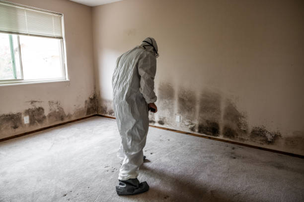 Best Post-Flood Mold Remediation in Wentworth, NC
