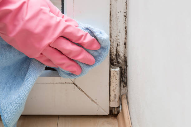 Best Emergency Mold Remediation in Wentworth, NC