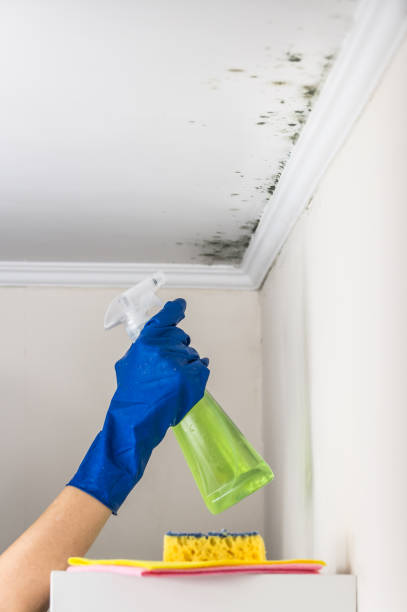 Best Attic Mold Remediation in Wentworth, NC